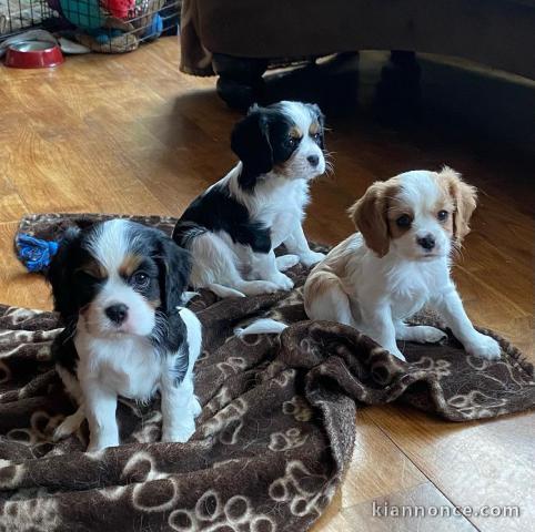 Chiots Cavalier King Charles à adopter en France 