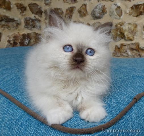 Magnifique chaton sacré de Birmanie à adopter 