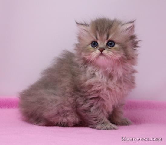 Magnifique chaton persan chinchilla à adopter 