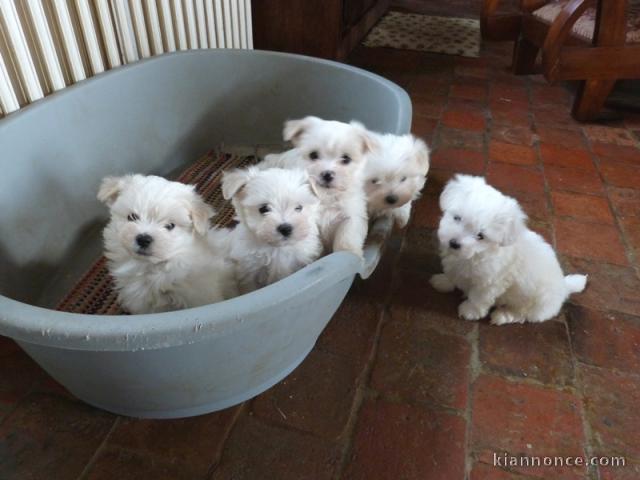 Magnifiques chiots Bichon maltais LOF