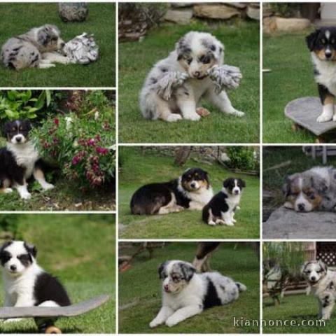  chiots Berger Australien