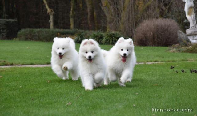 Superbes chiots samoyede