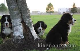 chiots Bouvier Bernois