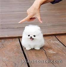 Pomeranian teacup lof