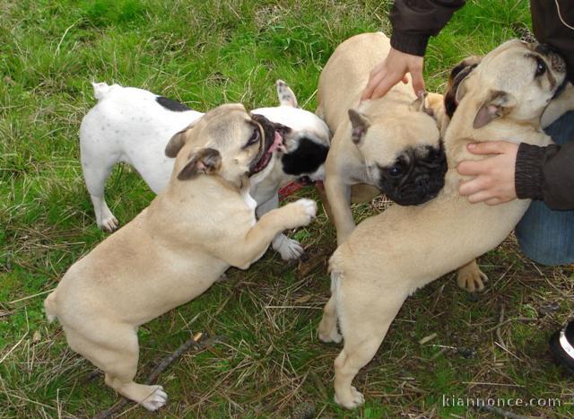 Adorables bouledogue français