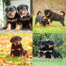 Chiots rottweiler  disponibles