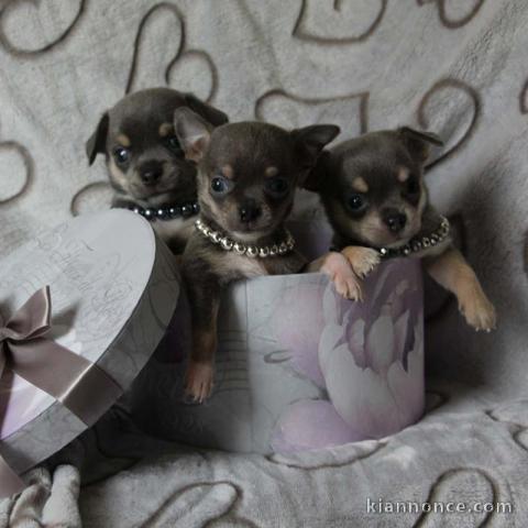 Chiots chihuahua inscrits au lof