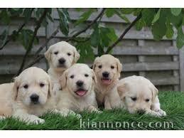 chiots golden retriever