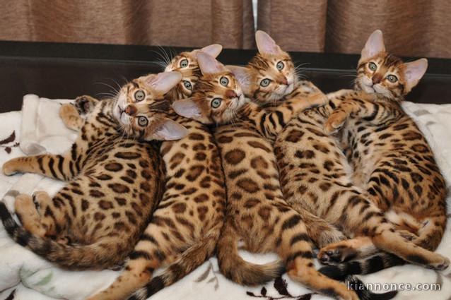 Magnifiques Chatons Bengal