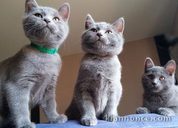 chatons chartreux disponibles