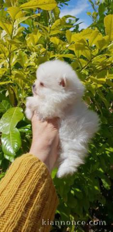 Adorable petit chiot spitz nain contre bon soins