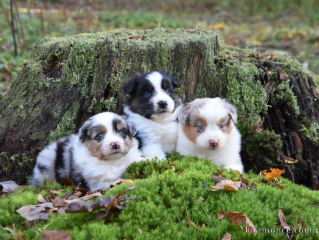 Chiots Berger Australien a Adopter