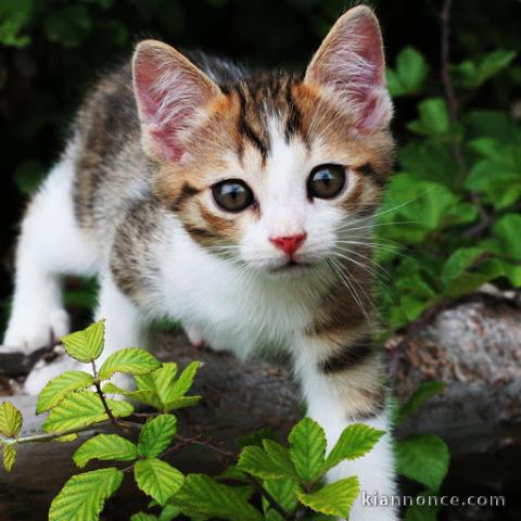 chaton européen trois mois