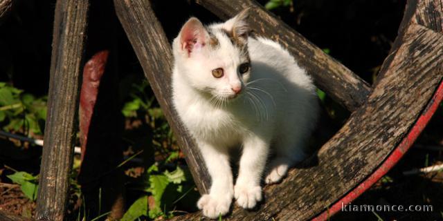 chaton européen trois mois