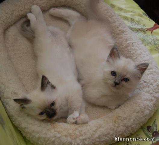 Couple chat sacré de Birmanie à donner contre bon soin