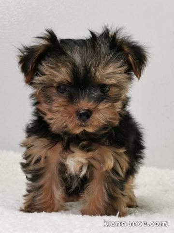 Donne chiot type Yorkshire Terrier