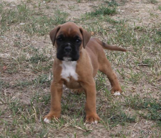 Adorable chiot Boxer femelle et mâle a donner