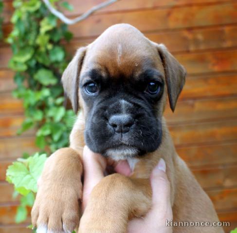 Chiot Boxer femelle et mâle a donner