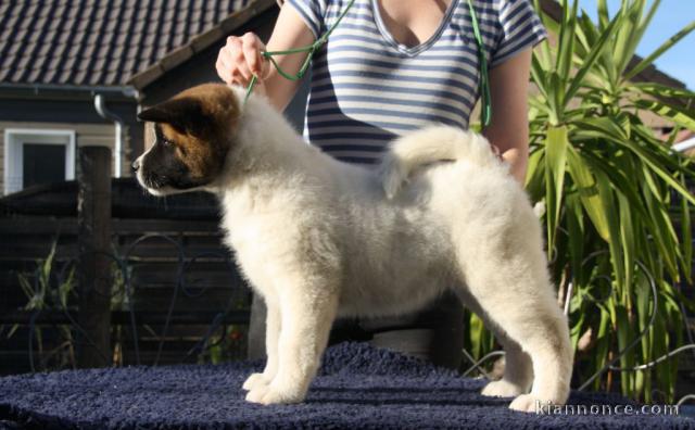 akita americain adorable