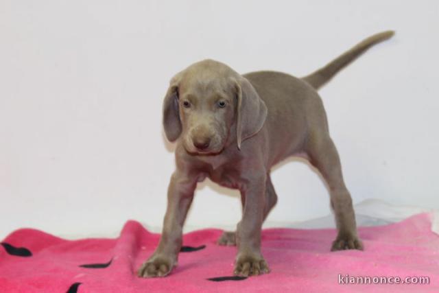 Chiots Braque de Weimar 6 femelles et 2 mâles à donner