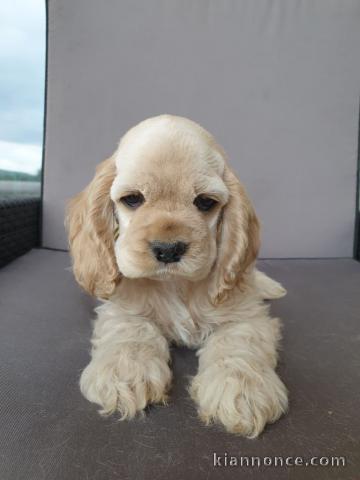 Chiots American Cocker Spaniel superbe portée de 3 bb