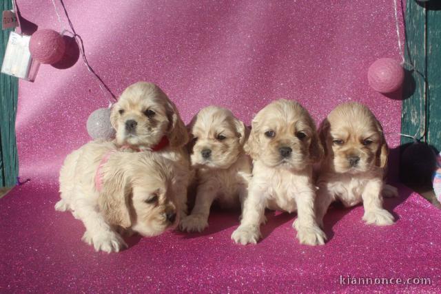 Chiots American Cocker Spaniel superbe portée de 3 bb