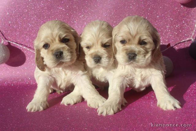 Chiots American Cocker Spaniel superbe portée de 3 bb