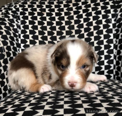 Chiots Type Berger Australien