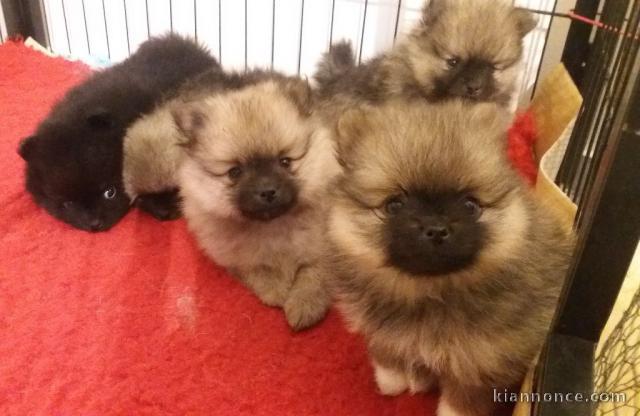 Chiots Spitz allemand A donner contre bon soin