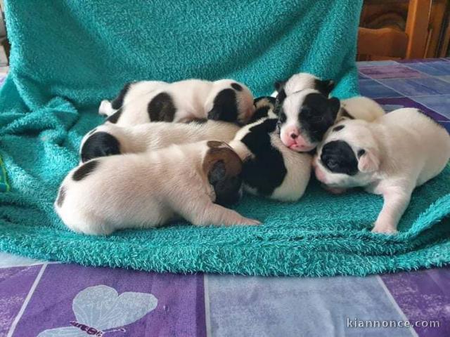 Magnifique  chiots bouledogue français.