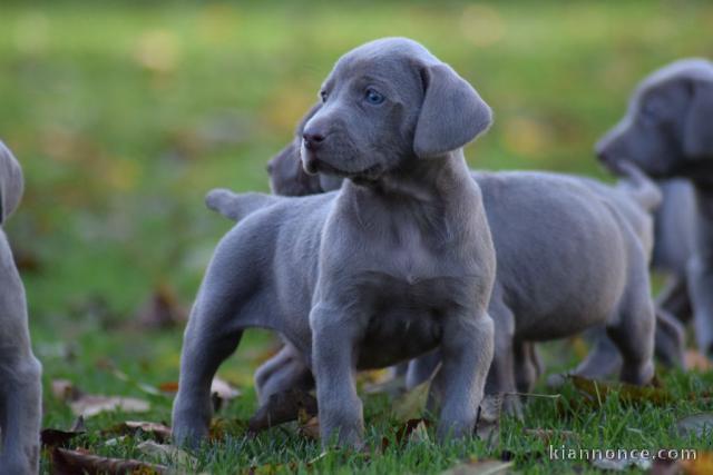 Chiots braque de Weimar LOF dispos de suite