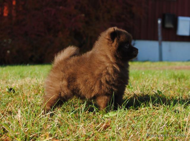 Chiot Spitz Allemand Femelle Naine