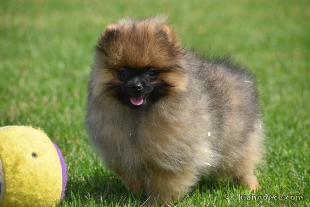 Chiot Spitz Allemand Femelle Naine