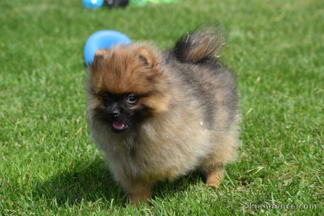 Chiot Spitz Allemand Femelle Naine