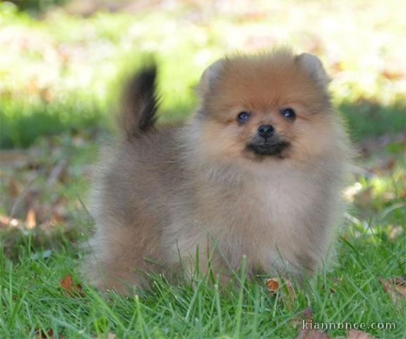 Chiot Spitz Allemand Femelle Naine