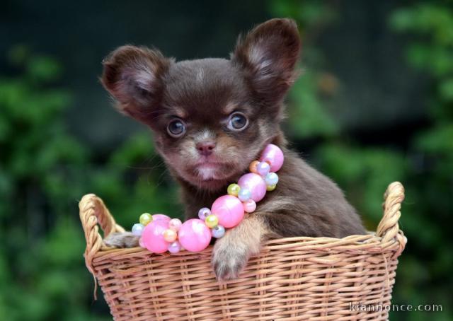 Donner chiot bébés chihuahua femelle