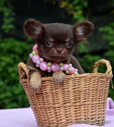 Donner chiot bébés chihuahua femelle