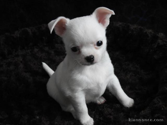 Donner chiot bébés chihuahua femelle