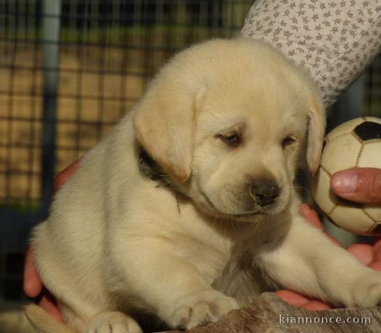 Magnifiques chiots labradors lof à donner