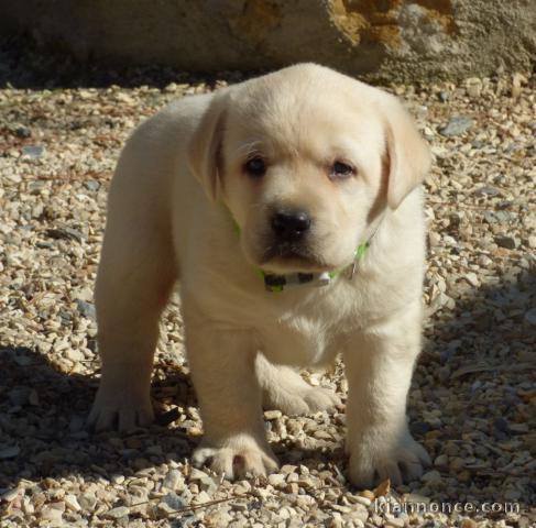 Magnifiques chiots labradors lof à donner