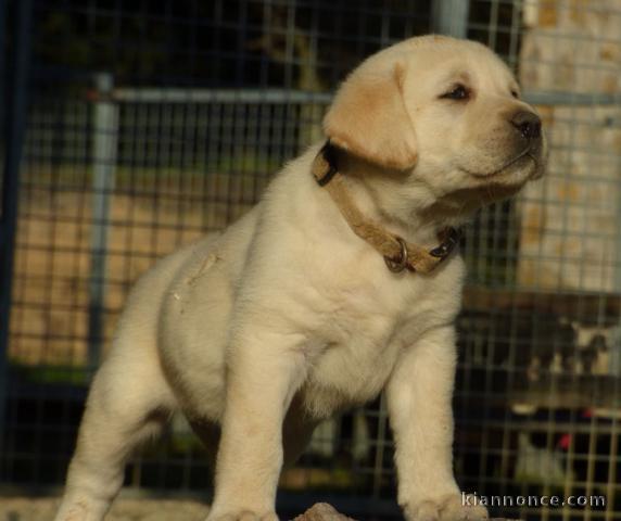 Magnifiques chiots labradors lof à donner