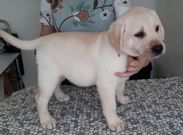 Magnifiques chiots labradors lof à donner