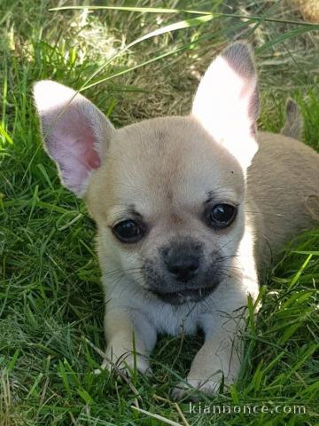 Chiot femelle chihuahua blanche crème à donner