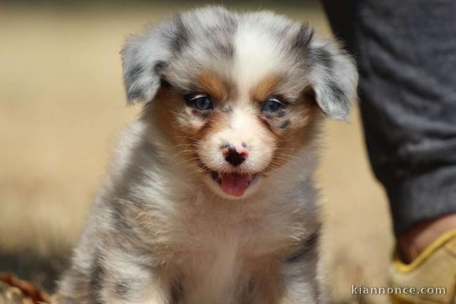 A donné chiot berger australien femelle