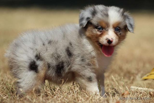 Adoption Chiot berger australien femelle bleu merlé