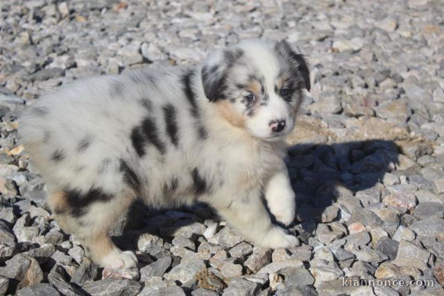 Adoption Chiot berger australien femelle bleu merlé