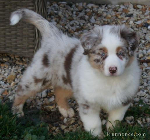 Adoption Chiot berger australien femelle bleu merlé