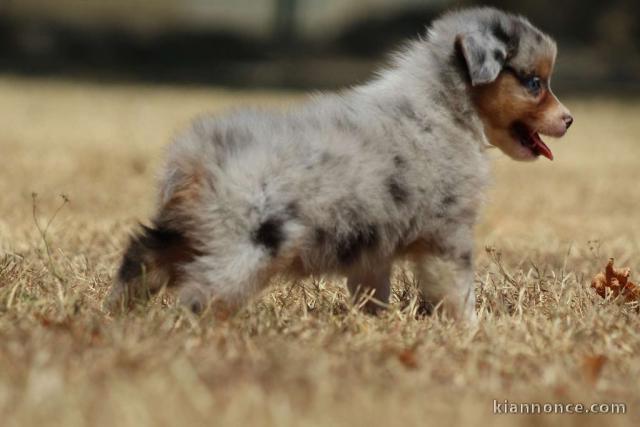 Adoption Chiot berger australien femelle bleu merlé