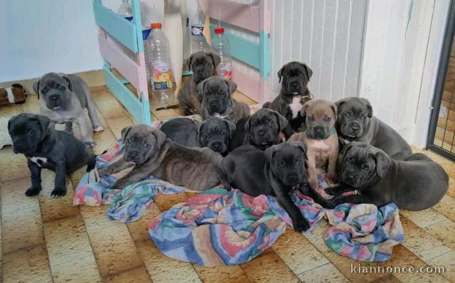 Magnifique Chiots Cane Corso disponible 