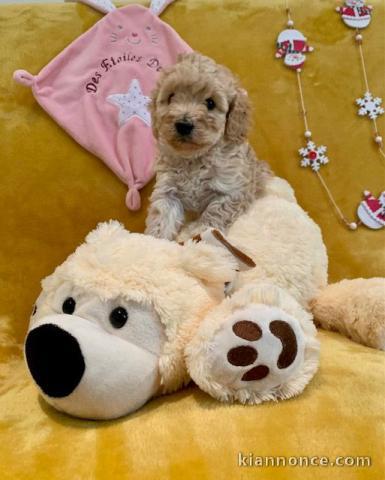 Adorables bb Caniche disponible